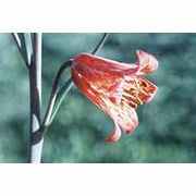 Flower Essence Services, Scarlet Frittilary Dropper, 0.25 oz
