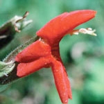 Flower Essence Services, Scarlet Monkeyflower Dropper, 0.25 oz