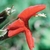 Flower Essence Services, Scarlet Monkeyflower Dropper, 1 oz Flower Essence Services, Scarlet Monkeyflower Dropper, 1 oz