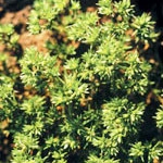Flower Essence Services, Scleranthus Dropper, 1 oz
