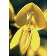 Flower Essence Services, Scotch Broom Dropper, 0.25 oz
