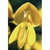 Flower Essence Services, Scotch Broom Dropper, 1 oz Flower Essence Services, Scotch Broom Dropper, 1 oz