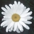 Flower Essence Services, Shasta Daisy Dropper, 1 oz Flower Essence Services, Shasta Daisy Dropper, 1 oz
