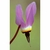Flower Essence Services, Shooting Star Dropper, 1 oz Flower Essence Services, Shooting Star Dropper, 1 oz