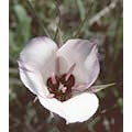 Flower Essence Services, Splendid Mariposa Lily Dropper, 0.25 oz