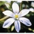 Flower Essence Services, Star of Bethlehem Dropper, 1 oz