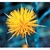 Flower Essence Services, Star Thistle Dropper, 0.25 oz