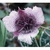 Flower Essence Services, Star Tulip Dropper, 0.25 oz