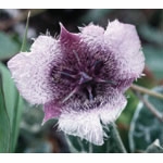 Flower Essence Services, Star Tulip Dropper, 0.25 oz
