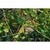 Flower Essence Services, Vine Dropper, 1 oz Flower Essence Services, Vine Dropper, 1 oz