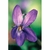 Flower Essence Services, Violet Dropper, 1 oz Flower Essence Services, Violet Dropper, 1 oz
