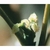 Flower Essence Services, Walnut Dropper, 0.25 oz Flower Essence Services, Walnut Dropper, 0.25 oz
