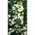 Flower Essence Services, Water Violet Dropper, 1 oz Flower Essence Services, Water Violet Dropper, 1 oz