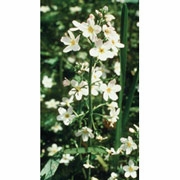 Flower Essence Services, Water Violet Dropper, 1 oz