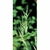 Flower Essence Services, Wild Oat Dropper, 1 oz Flower Essence Services, Wild Oat Dropper, 1 oz