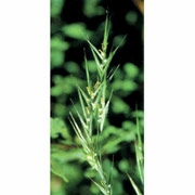 Flower Essence Services, Wild Oat Dropper, 1 oz