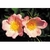Flower Essence Services, Wild Rose Dropper, 1 oz Flower Essence Services, Wild Rose Dropper, 1 oz