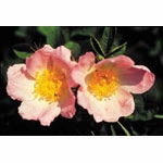 Flower Essence Services, Wild Rose Dropper, 1 oz
