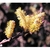 Flower Essence Services, Willow Dropper, 1 oz Flower Essence Services, Willow Dropper, 1 oz
