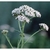 Flower Essence Services, Yarrow Dropper, 1 oz Flower Essence Services, Yarrow Dropper, 1 oz