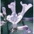 Flower Essence Services, Yerba Santa Dropper, 0.25 oz Flower Essence Services, Yerba Santa Dropper, 0.25 oz