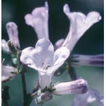 Flower Essence Services, Yerba Santa Dropper, 0.25 oz