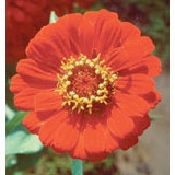 Flower Essence Services, Zinnia Dropper, 0.25 oz