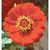 Flower Essence Services, Zinnia Dropper, 1 oz Flower Essence Services, Zinnia Dropper, 1 oz