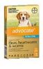 Advocate / Advantage Multi For Dogs 9 to 22lbs= 4 to 10kg 3 pack
