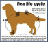Frontline Plus Sml Dog 1 to 22.5 Lbs (0 to 10 kg) (6 Month Pack)