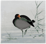 Black Moorehen by Ohara Koson