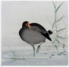 Black Moorehen by Ohara Koson