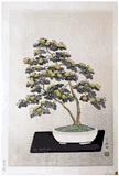 Bonsai Chrysanthemum by Ito Nisaburo 