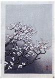 Cherry Blossoms by Kotozuka Eiichi
