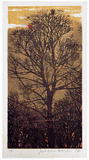 Evening Tree by Joichi Hoshi