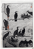Gathering of Sea Cormorants by Shiro Kasamatsu