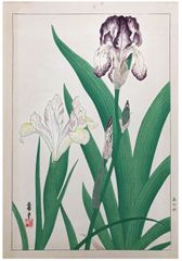 Irises by Nishimura Hodo