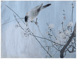 Nightingale by Ohara Koson