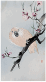 Parrot and Plum Blossom by Ohara Koson