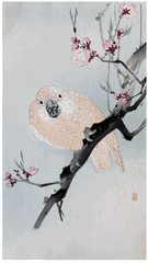 Parrot and Plum Blossom by Ohara Koson