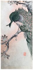Peacock on Cherry Branch by Ohara Koson