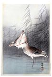 Two Bar Tailed Godwits in Shallow Water by Ohara Koson Pre WWII