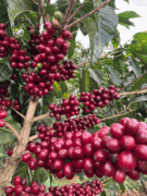 LA MINITA Costa Rica, Light French Roast 