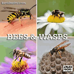 Bees & Wasps Documentary MP4 Video Download DVD
