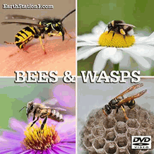 Bees & Wasps Documentary MP4 Video Download DVD