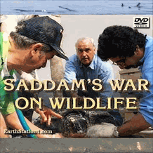 Saddam's War On Wildlife: Gulf War DVD, MP4 Download, USB Drive