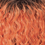 TT1B/ORANGECOPPER