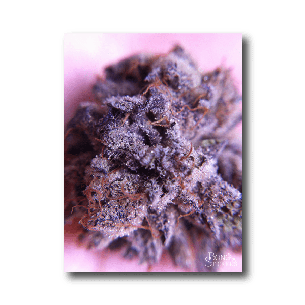 Green Kush Weed Sticker - Marijuana Sticker 001