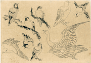 Birds