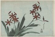 Blackberry Lily